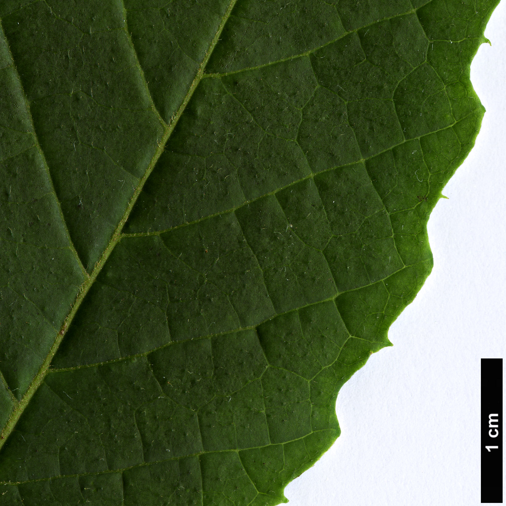 High resolution image: Family: Sabiaceae - Genus: Meliosma - Taxon: tenuis
